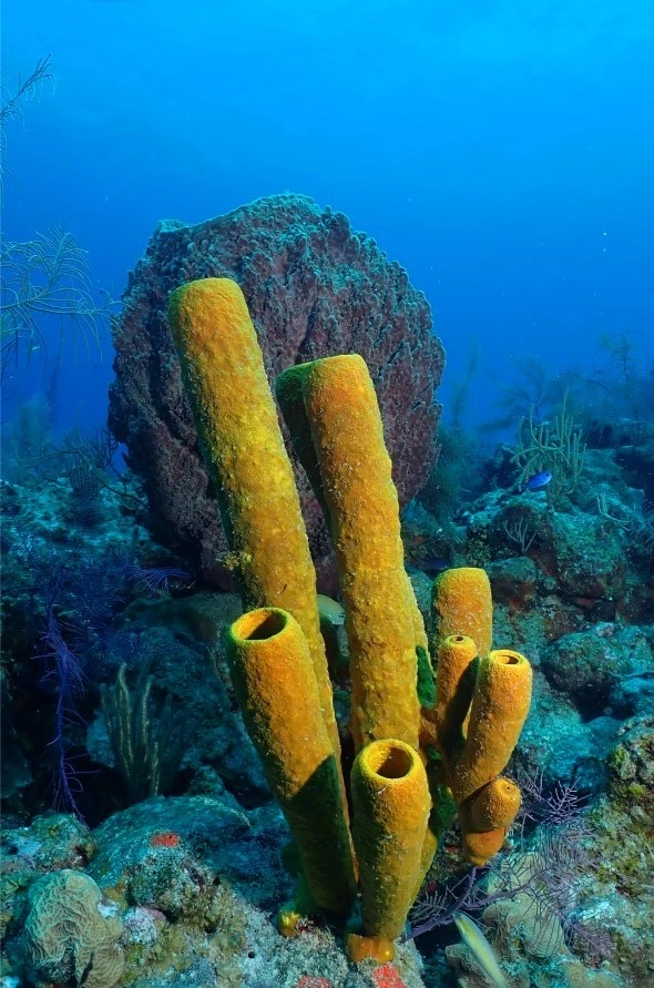Section Image