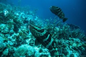 Discover Scuba Dive