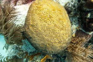 Discover Scuba Dive 2