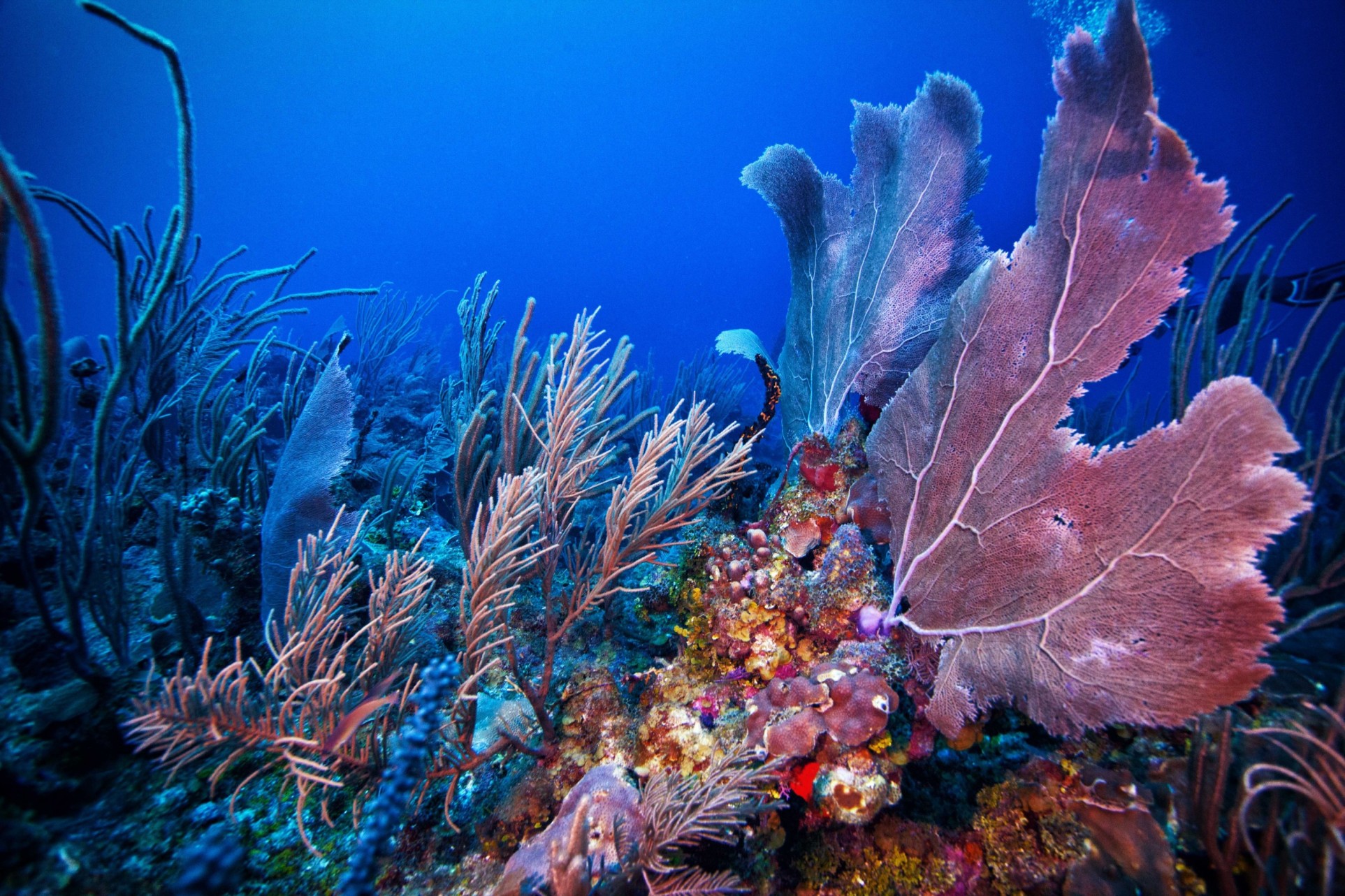 Dive into Discovery: Eight Factors to Maximize Your Belize Scuba Diving or Snorkeling Escape