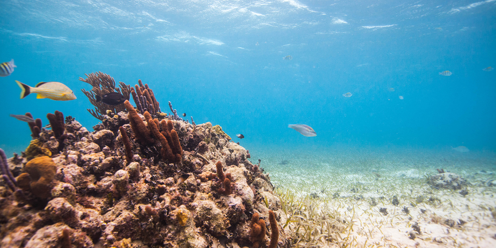 Family Adventures in Belize – Snorkeling the Barrier Reef