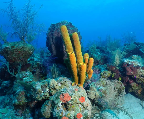 Section Image