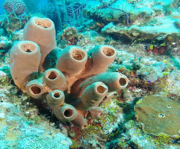 Section Image
