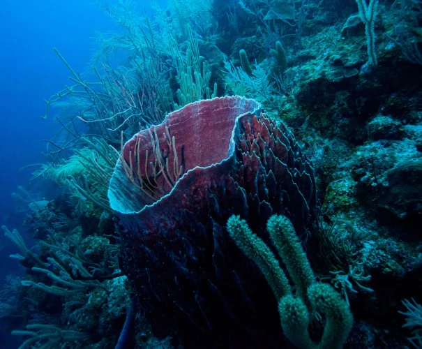 Section Image