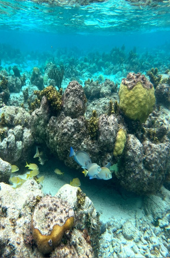 Section Image