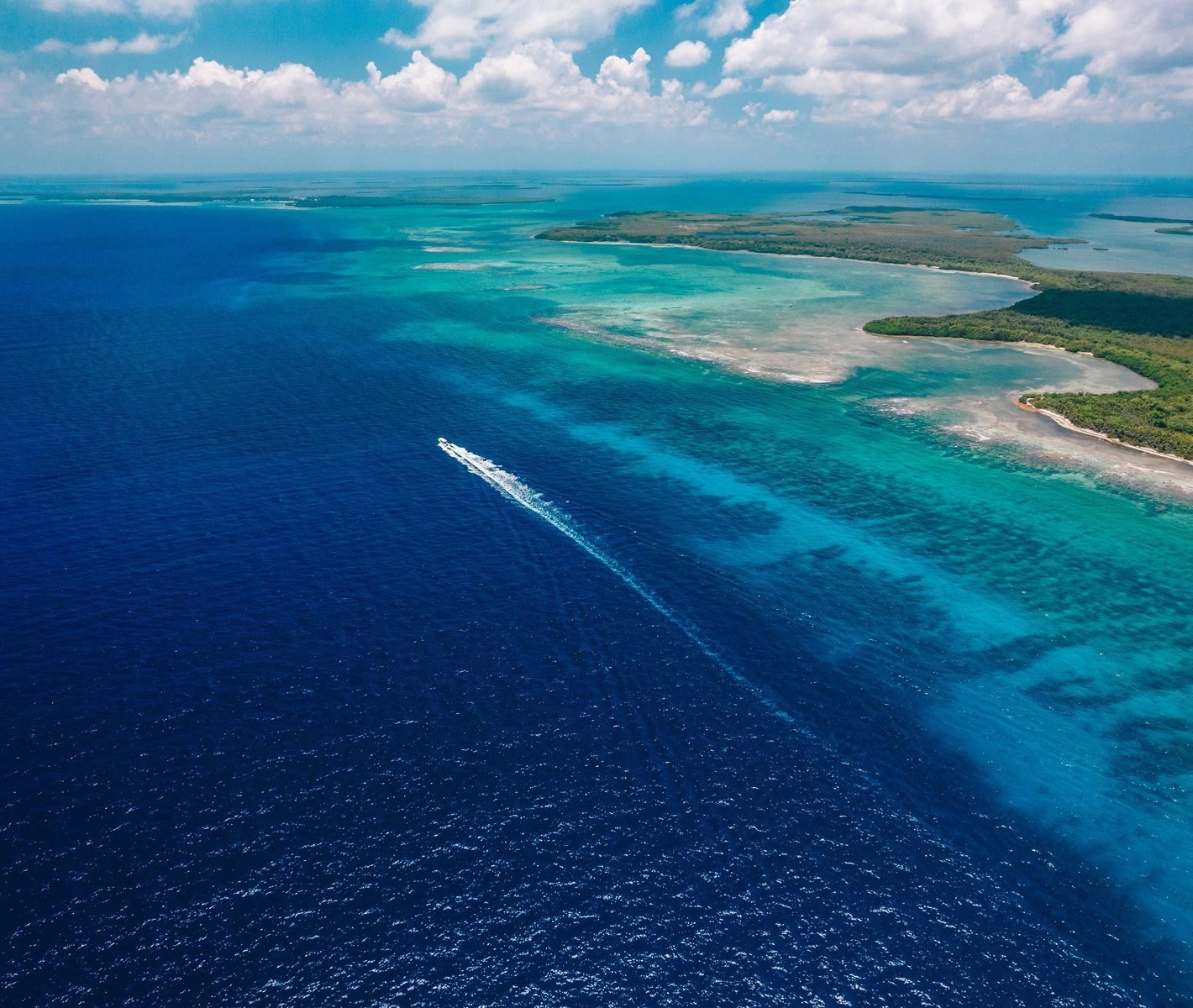 Section Image