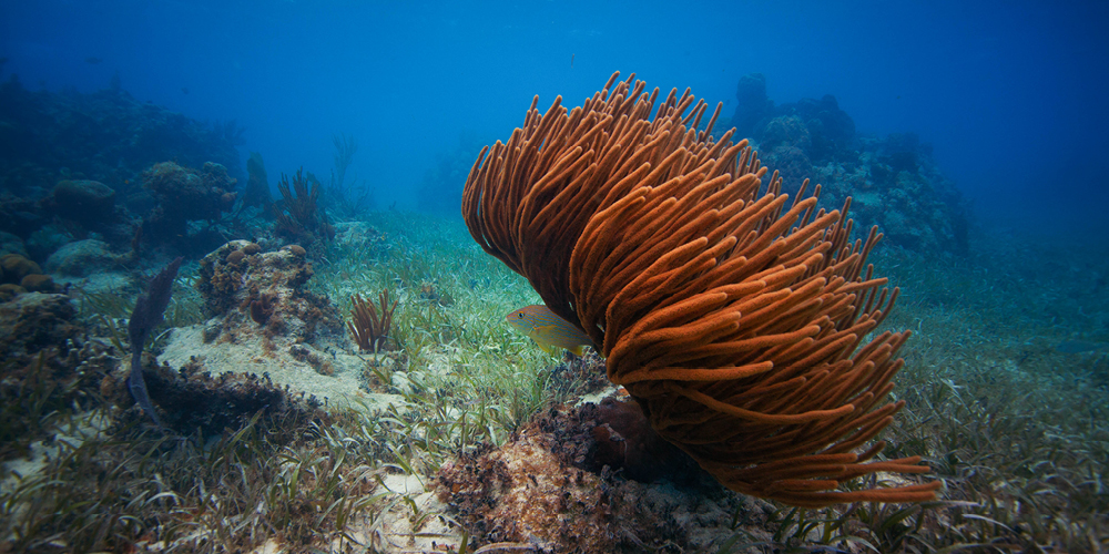 8 Sure-to-See Fish on your Belize Dive