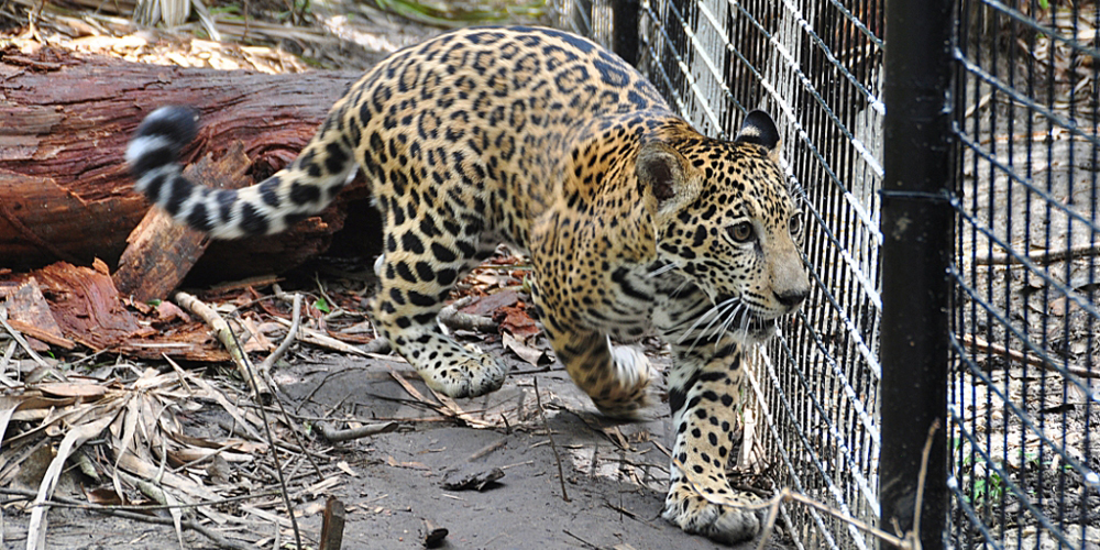 The-Belize-Zoos-Newest-Exhibit-Opens-Chiqui-the-Jaguars-Story