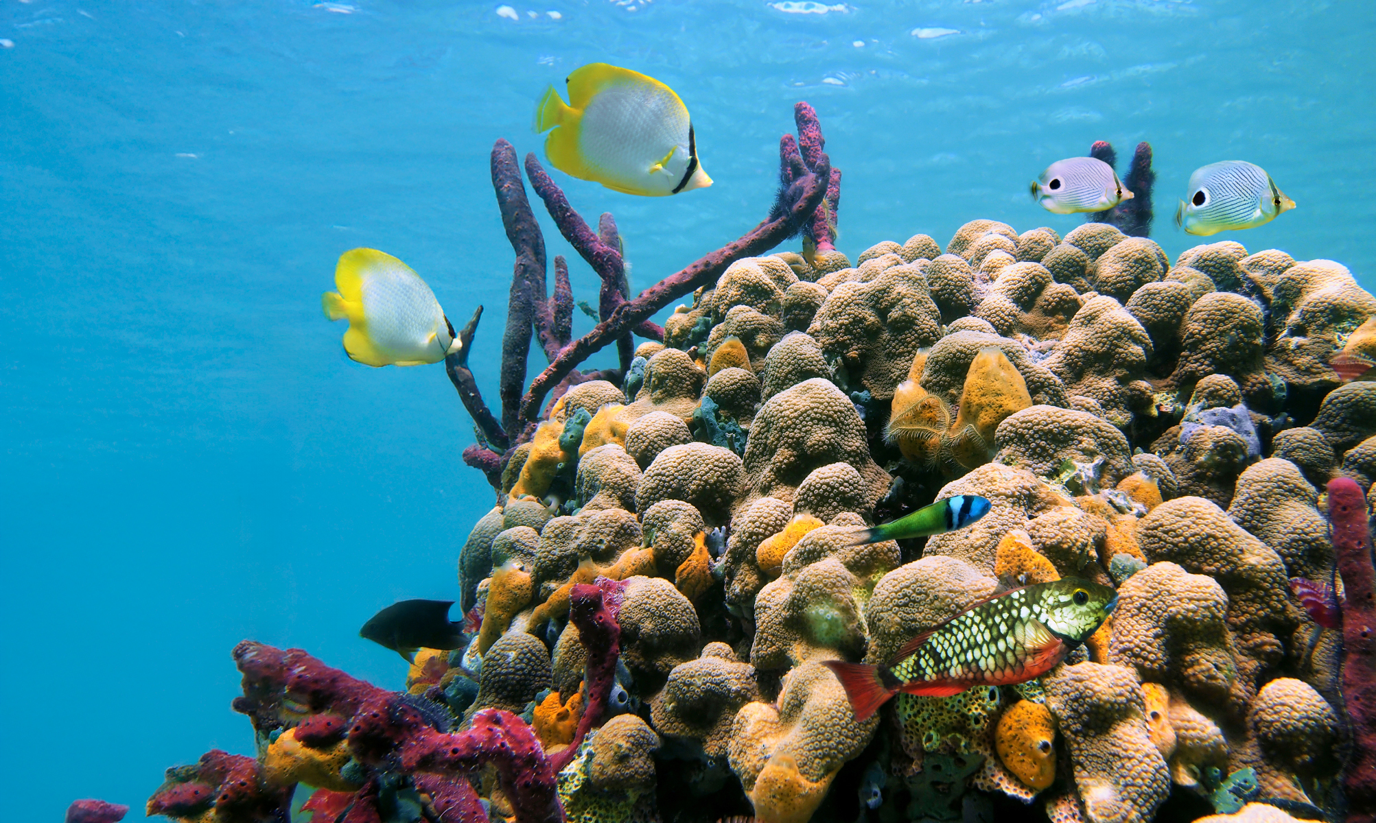 Bucket list alert!  8 reasons that will make you want to snorkel at Hol Chan!