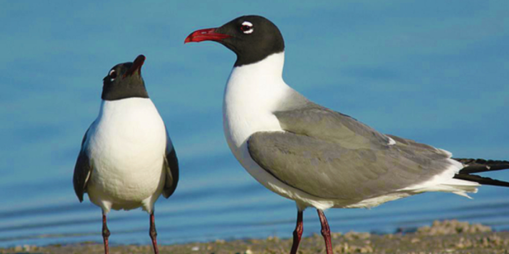 Love in the Wild – Belize’s Marine Couples