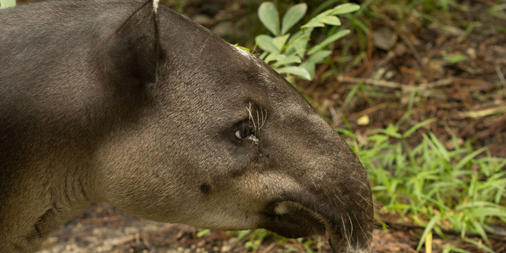 23 Things You Never Knew About Belize’s National Animal, The Baird’s Tapir