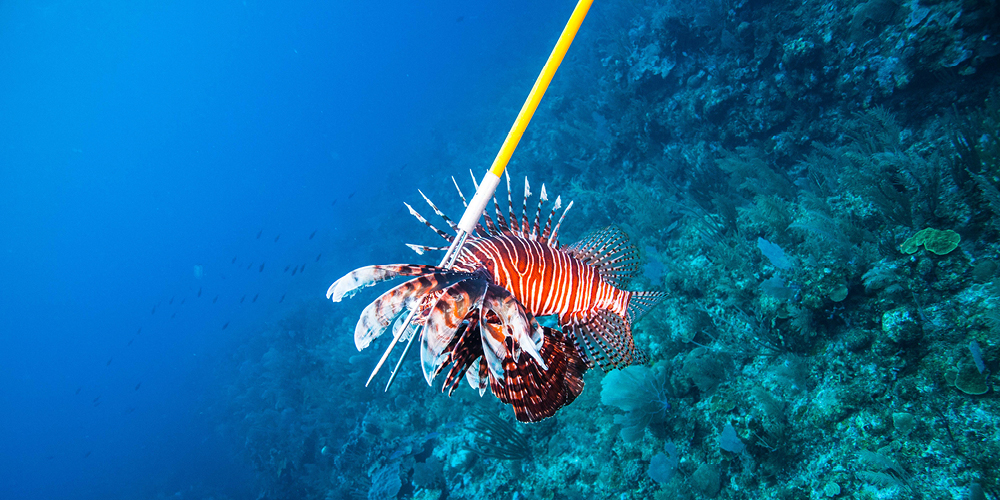 Saving the Reef Never Tasted This Good- Eat Lionfish!