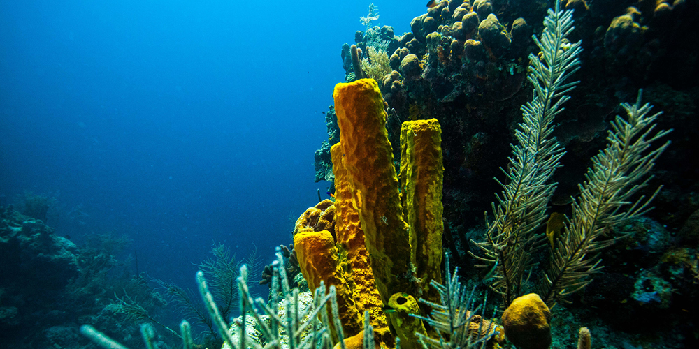 Overview of the Best Belize Snorkeling Sites