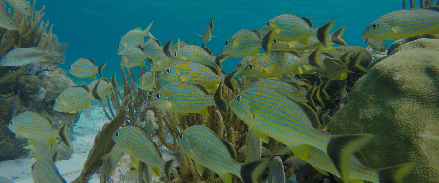 Belize Snorkeling