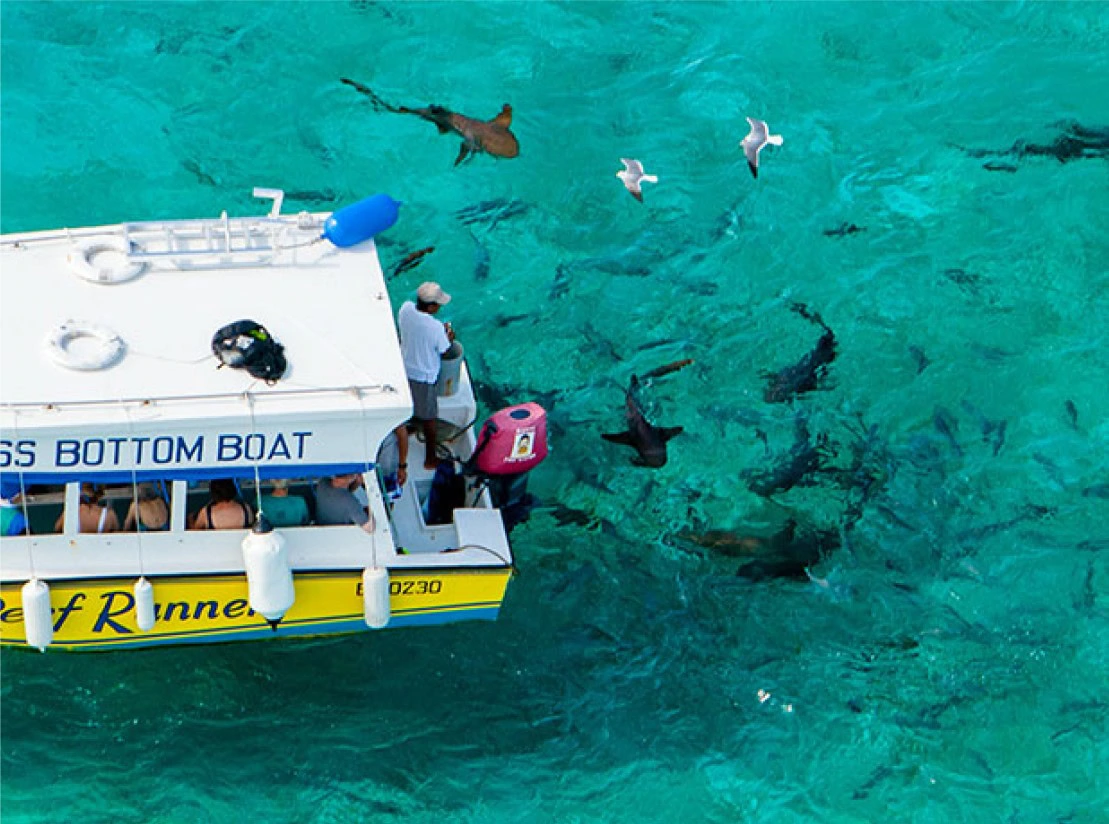 Glass Bottom Boat Snorkel