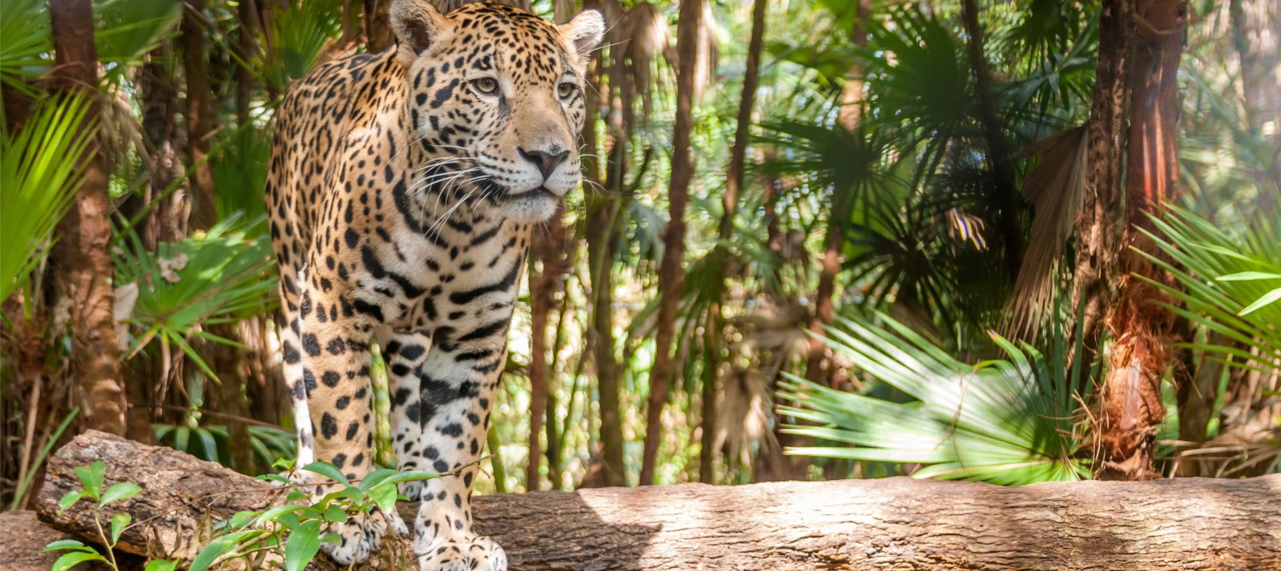 Belize Zoo