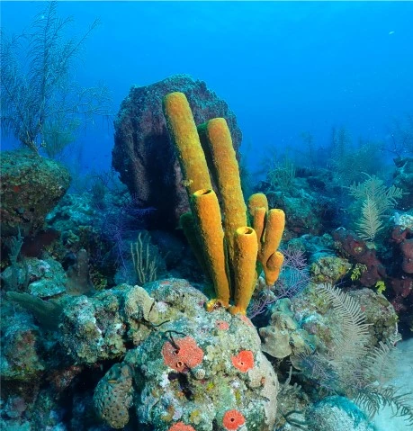 Scuba Diving