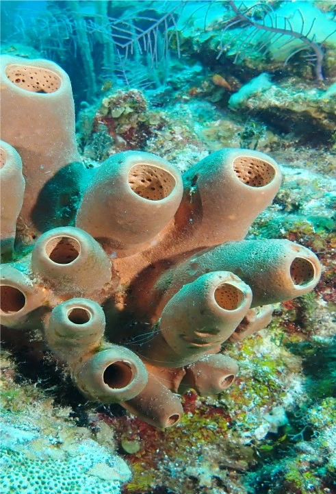 Scuba Diving