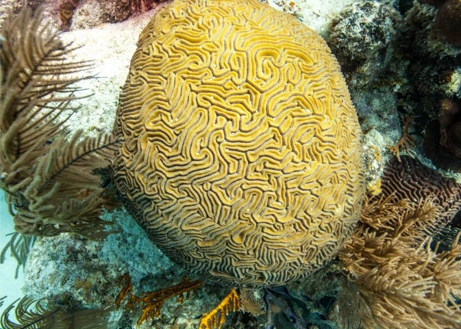 Scuba Diving