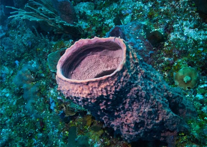 Scuba Diving