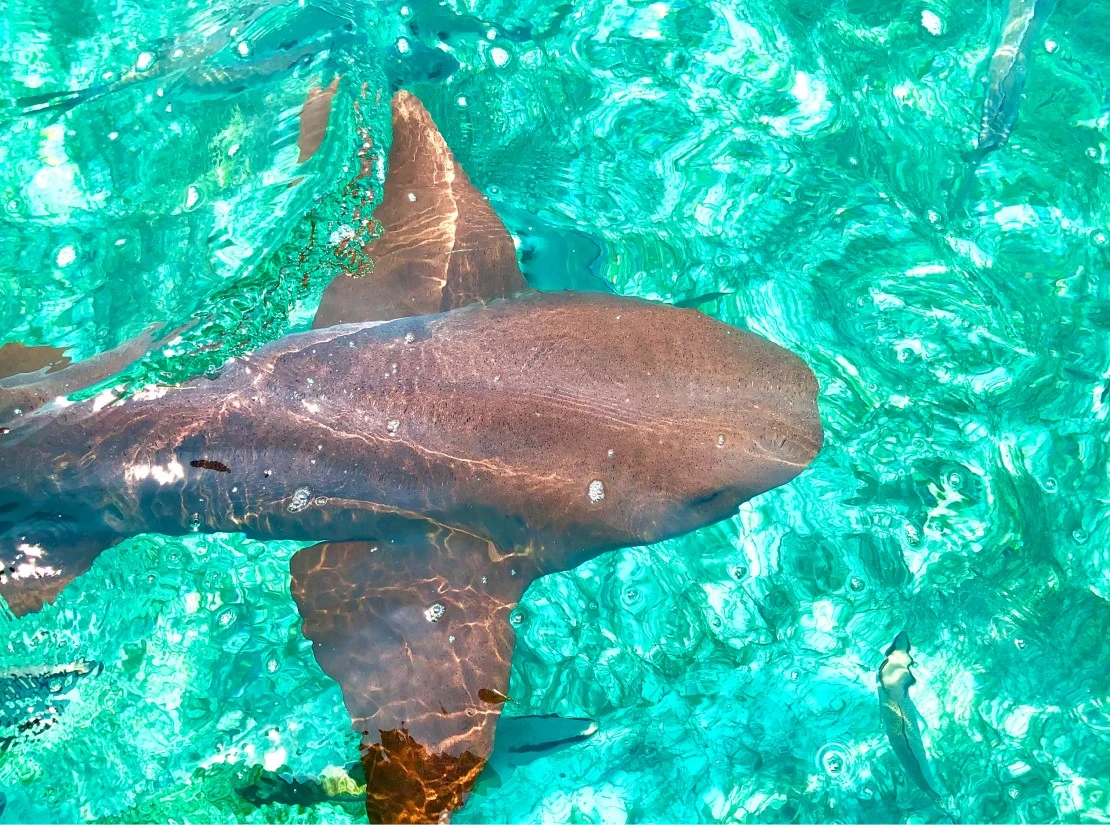 Hol Chan & Shark Ray Alley