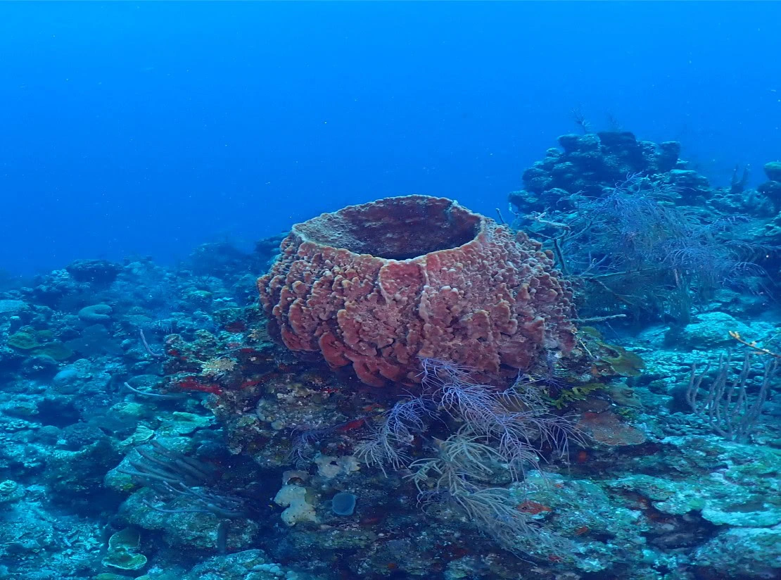 Two Tank Local Dive