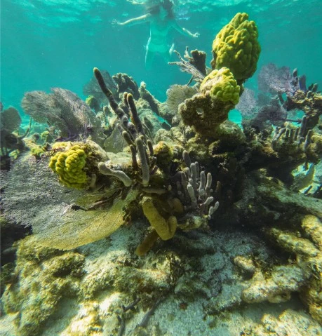 Scuba Diving