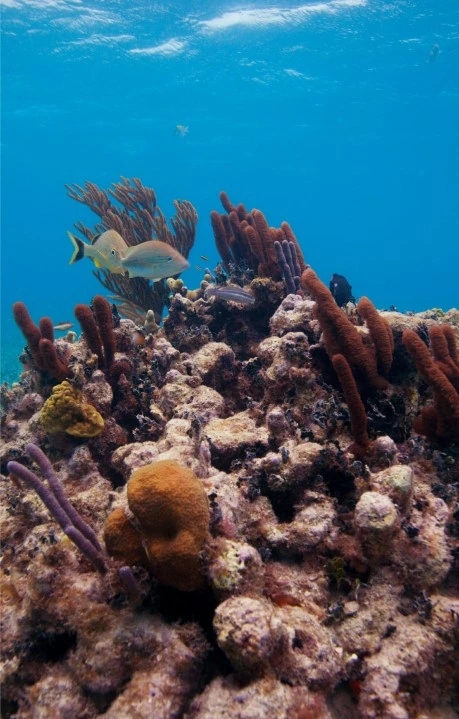 Scuba Diving