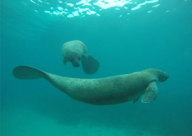 Scuba Diving