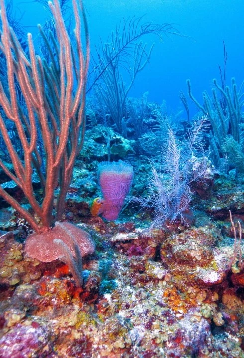 Scuba Diving
